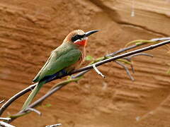 White-fronted Bee-eater