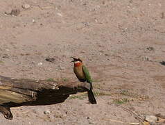 White-fronted Bee-eater