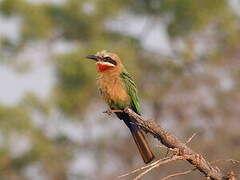 White-fronted Bee-eater