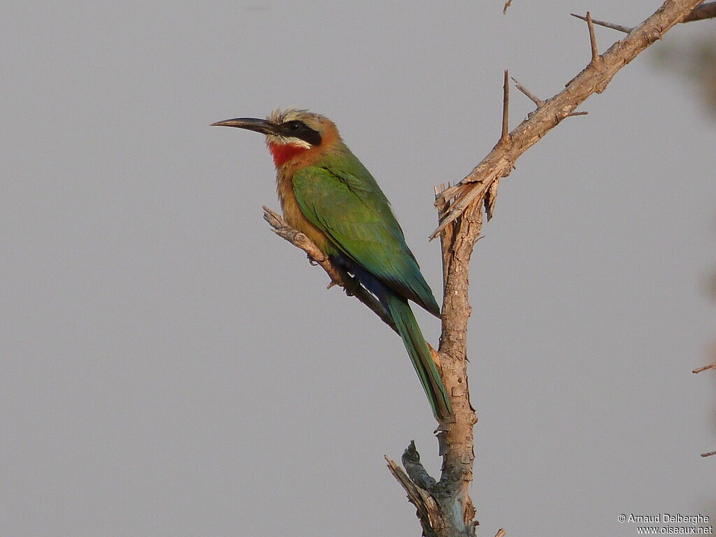 White-fronted Bee-eater