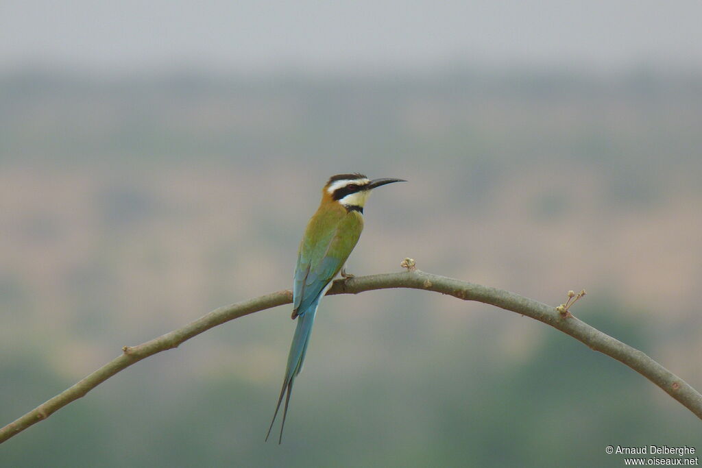 White-throated Bee-eater