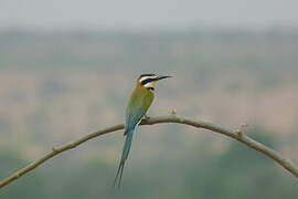 White-throated Bee-eater