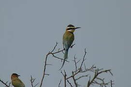 White-throated Bee-eater