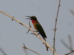 Red-throated Bee-eater