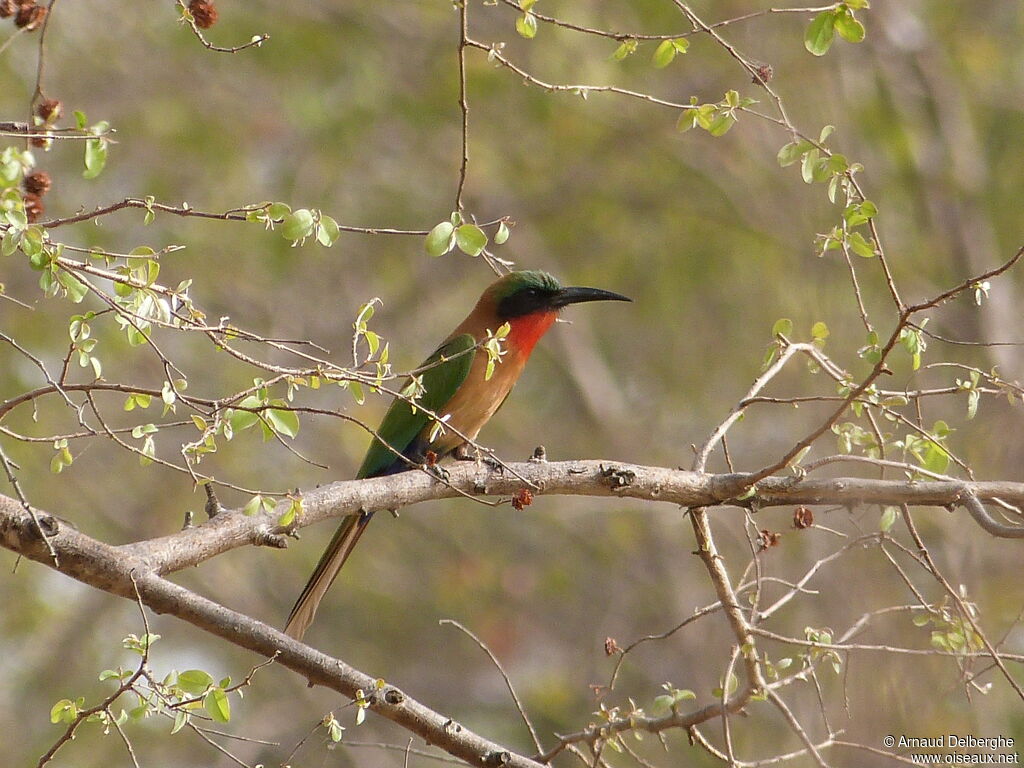 Guêpier à gorge rouge