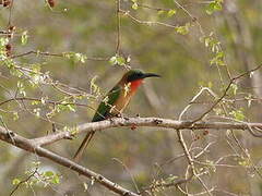 Red-throated Bee-eater