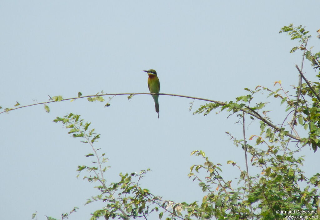 Blue-tailed Bee-eater