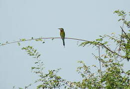 Blue-tailed Bee-eater