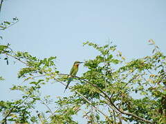 Blue-tailed Bee-eater