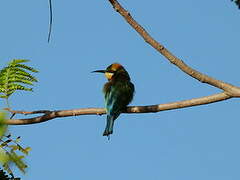 Rainbow Bee-eater