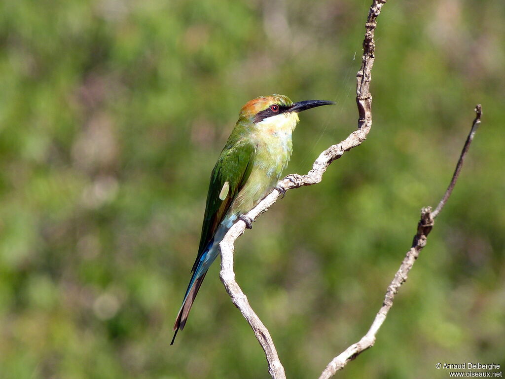 Guêpier arc-en-ciel