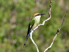 Rainbow Bee-eater