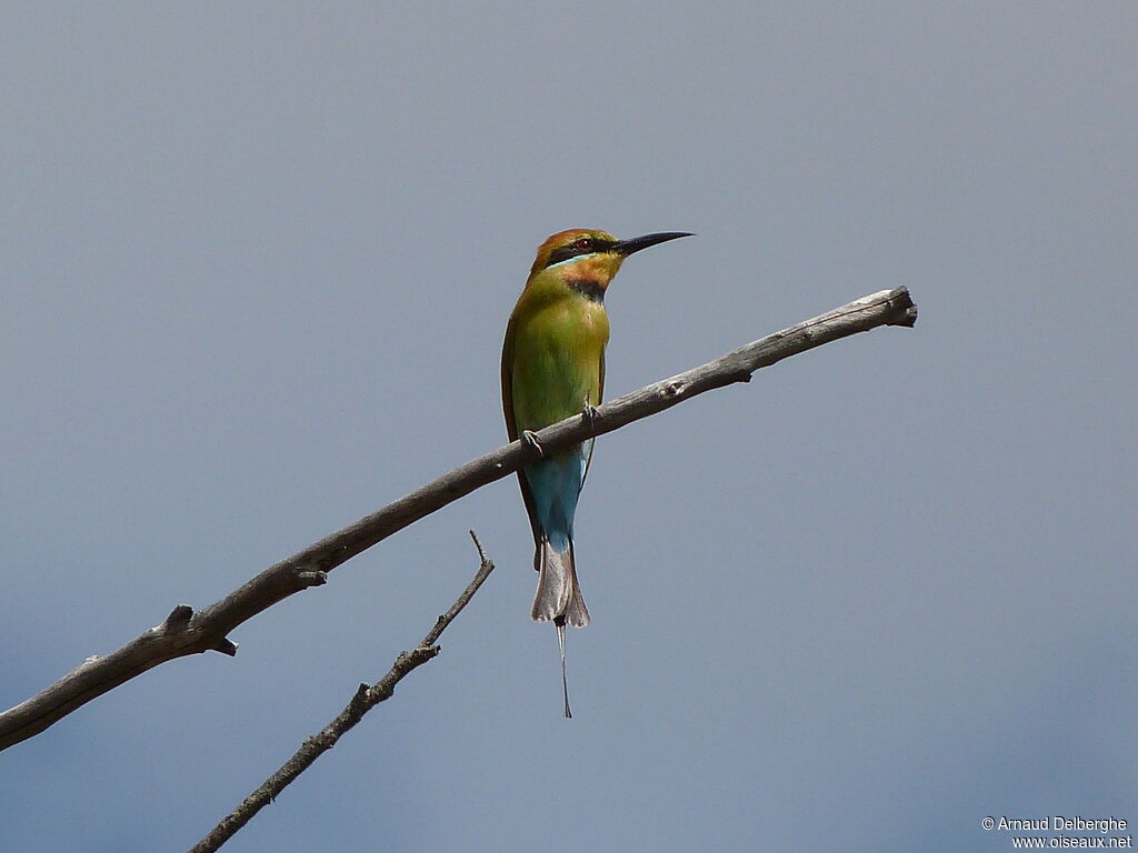 Rainbow Bee-eater