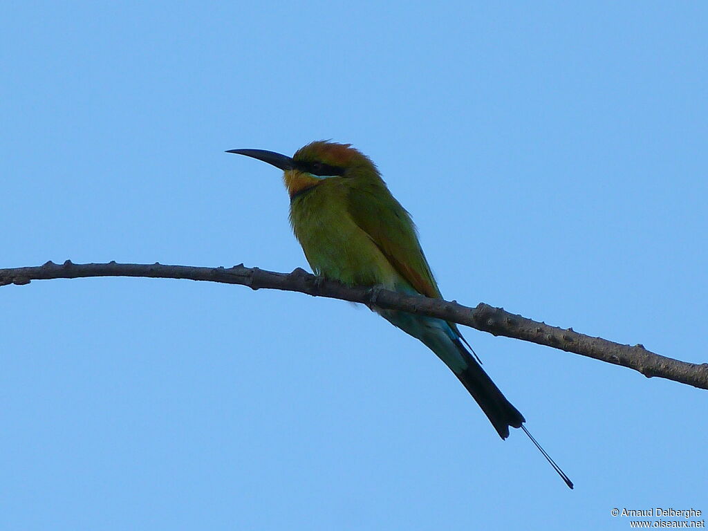 Rainbow Bee-eater