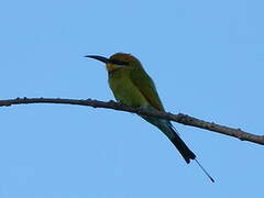 Rainbow Bee-eater