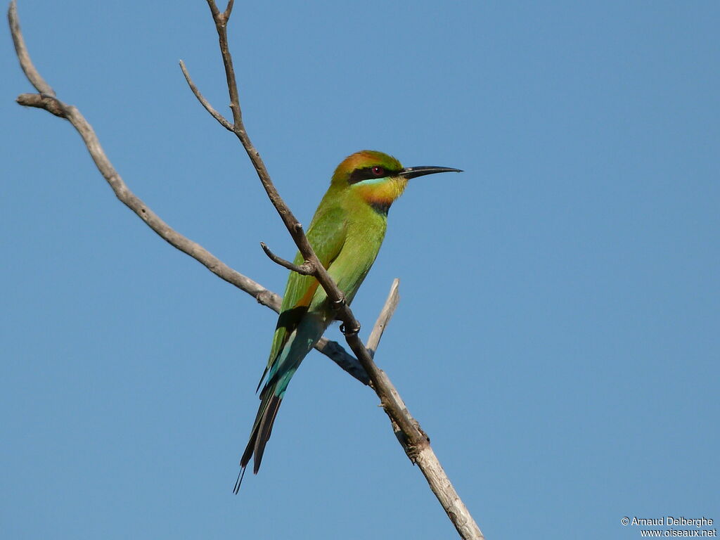 Rainbow Bee-eater