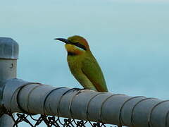 Rainbow Bee-eater