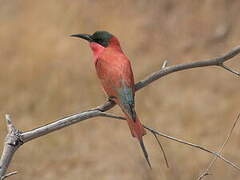 Southern Carmine Bee-eater