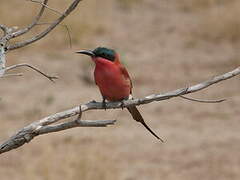 Southern Carmine Bee-eater