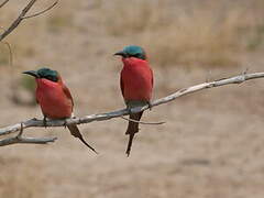 Southern Carmine Bee-eater