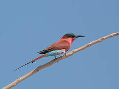 Southern Carmine Bee-eater