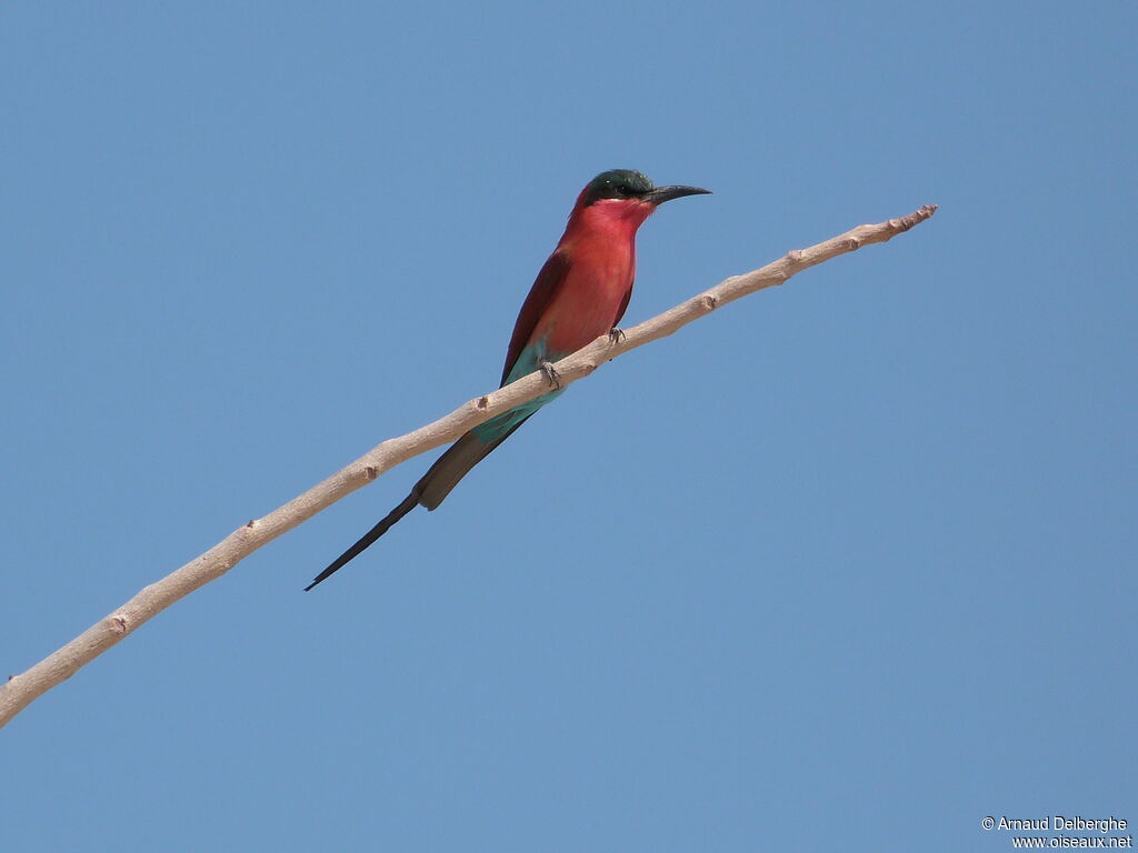 Southern Carmine Bee-eater