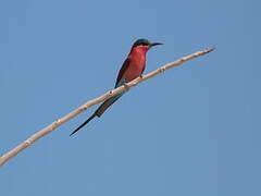 Southern Carmine Bee-eater