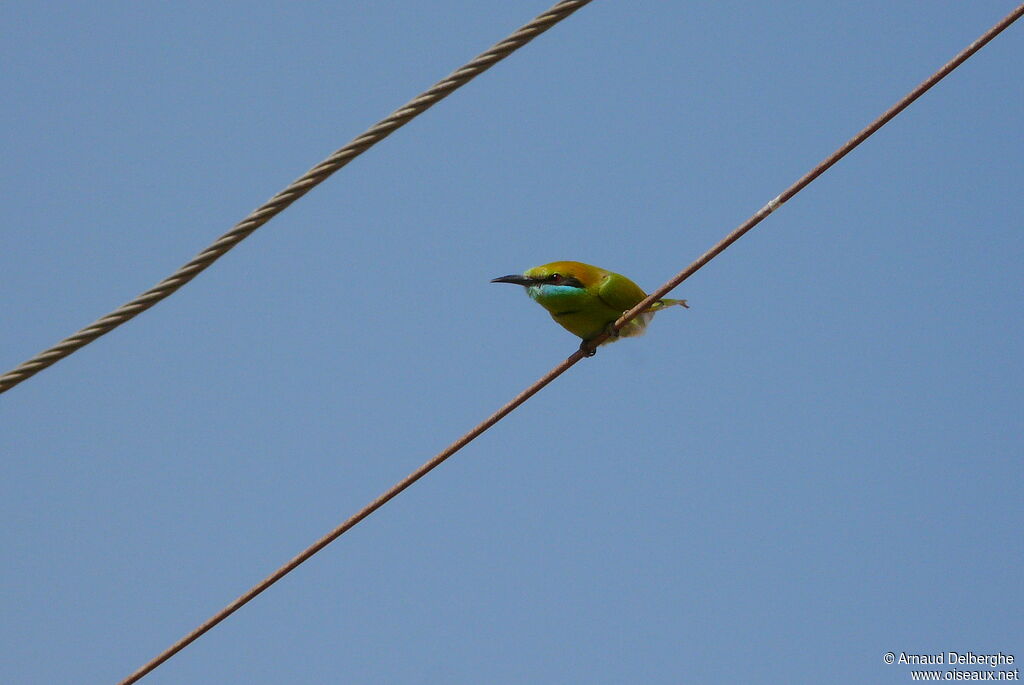 Asian Green Bee-eater