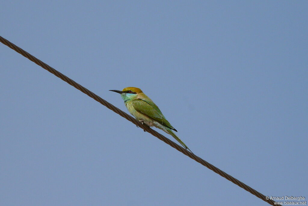 Asian Green Bee-eater