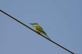 Asian Green Bee-eater