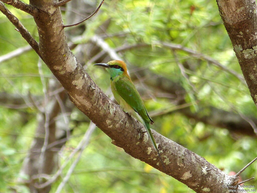 Asian Green Bee-eater