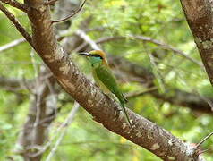 Green Bee-eater