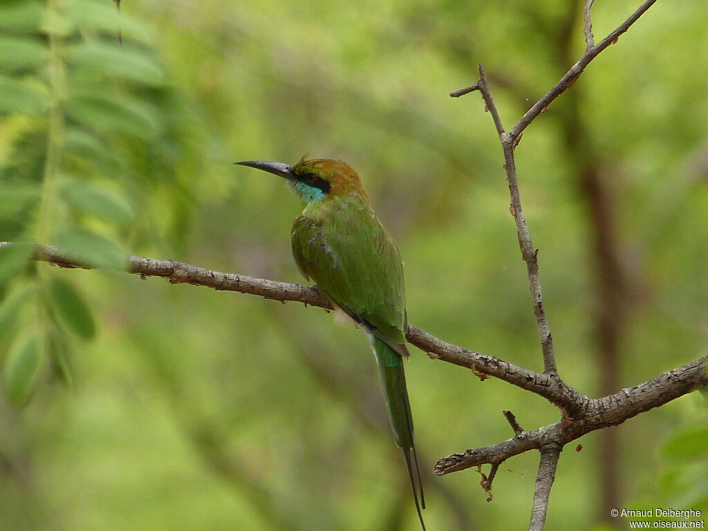 Asian Green Bee-eater