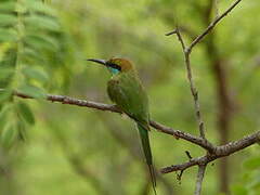 Asian Green Bee-eater