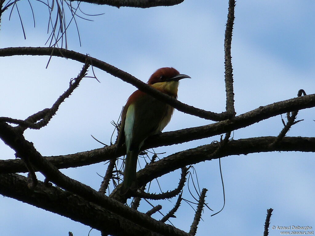 Chestnut-headed Bee-eater