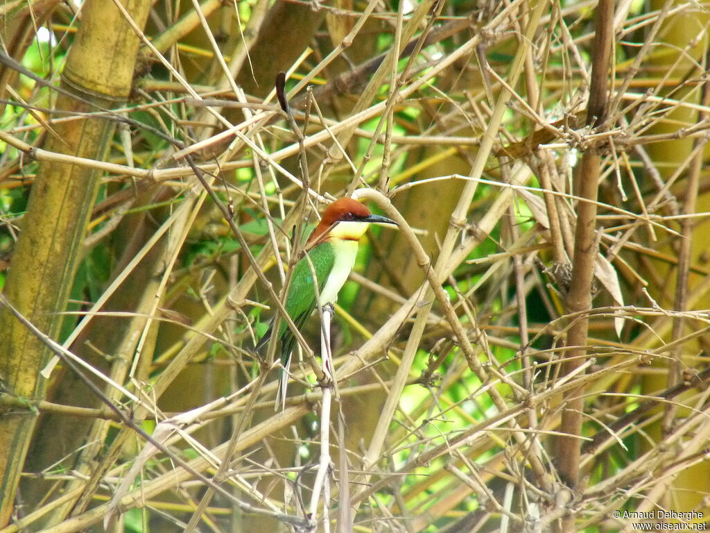 Chestnut-headed Bee-eater