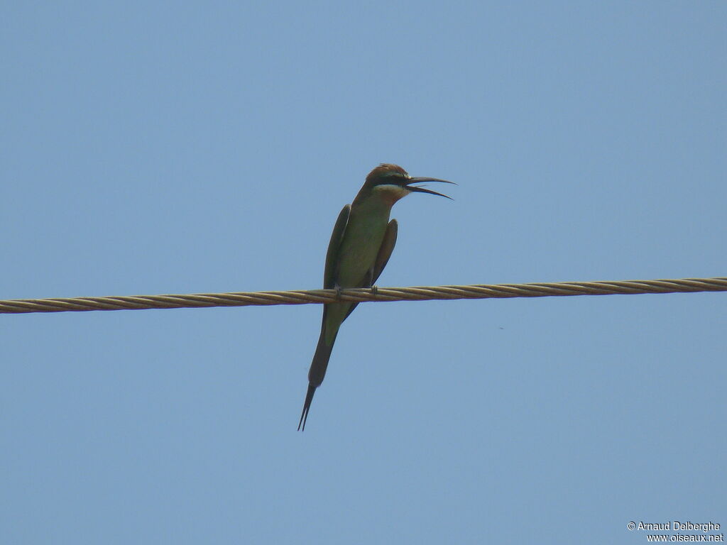 Olive Bee-eater