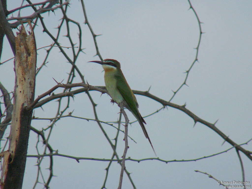 Olive Bee-eater