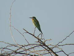 Olive Bee-eater