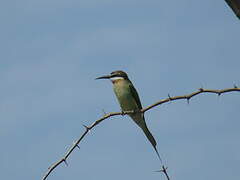 Olive Bee-eater