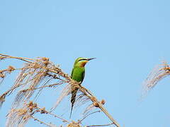 Blue-cheeked Bee-eater