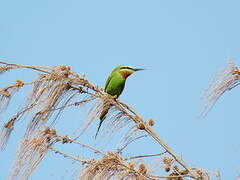 Blue-cheeked Bee-eater