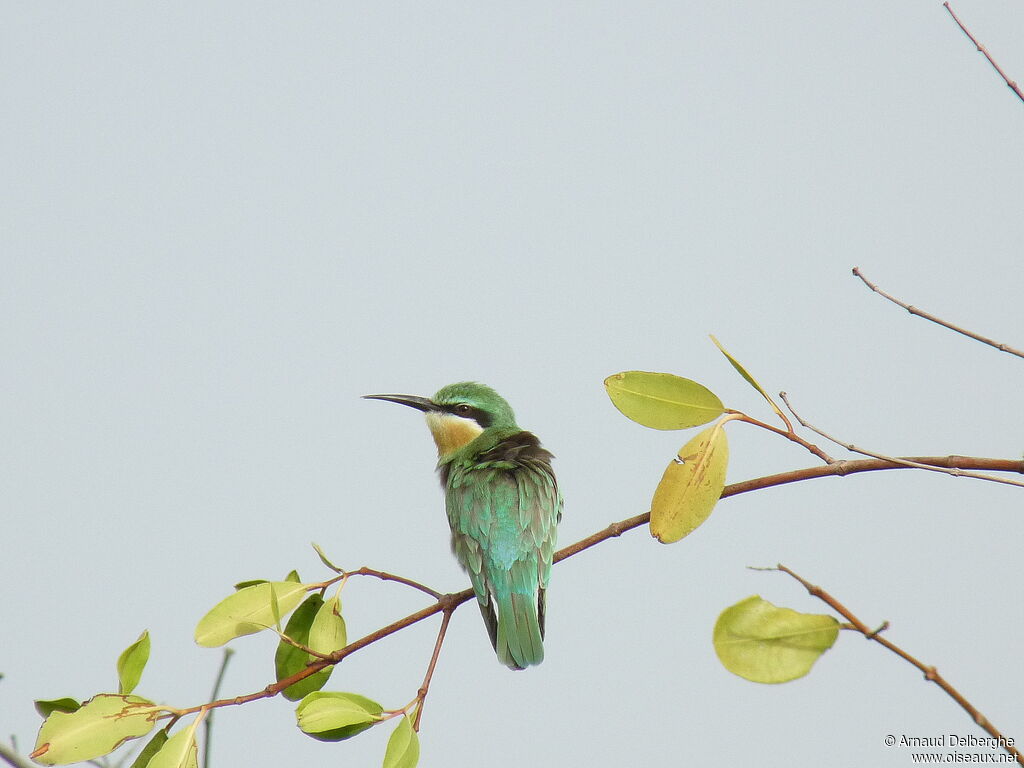 Blue-cheeked Bee-eater