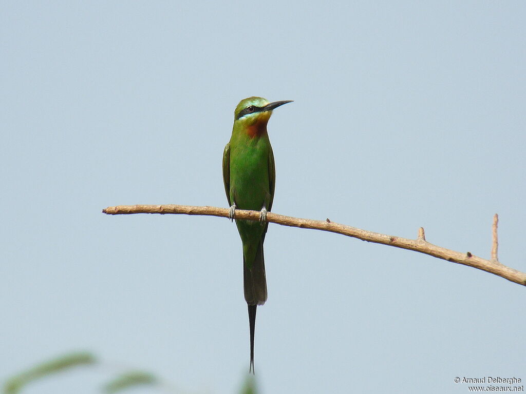 Blue-cheeked Bee-eater