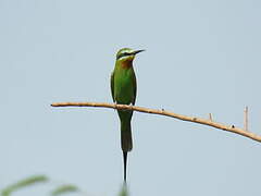 Blue-cheeked Bee-eater