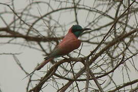 Northern Carmine Bee-eater