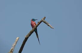 Northern Carmine Bee-eater