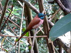 Northern Carmine Bee-eater