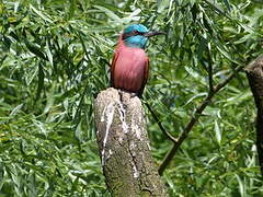 Northern Carmine Bee-eater