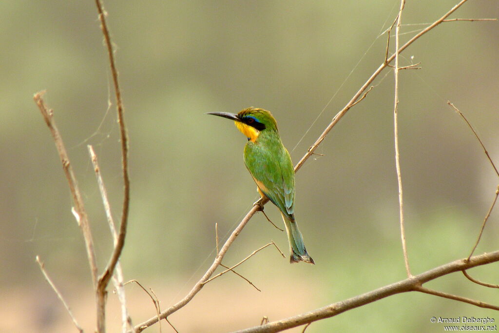 Little Bee-eater